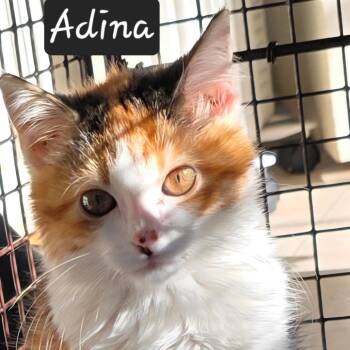Adina -  Domestic Short Hair Cat for Adoption in Waldorf, Maryland - Adina | PetCurious