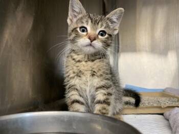 ANIYA -  Domestic Short Hair Cat for Adoption in Grand Prairie, Texas - ANIYA | PetCurious