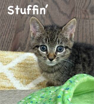 Rescue Tabby and Domestic Short Hair Cats for Adoption in Charlotte, North Carolina - Stuffin' | PetCurious