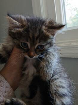 Jasper -  Domestic Medium Hair Cat for Adoption in Raleigh, North Carolina - Jasper | PetCurious