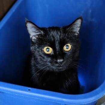 Domestic Short Hair Cats Available for Adoption - Darla | PetCurious