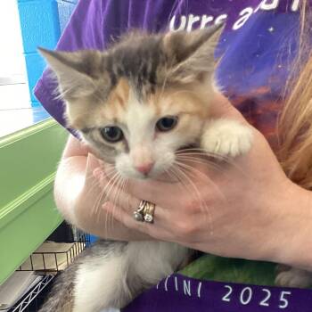 Sissy -  Domestic Short Hair Cat for Adoption in Montgomery, Alabama - Sissy | PetCurious