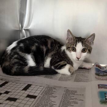 Candy -  Domestic Short Hair Cat for Adoption in Newport, North Carolina - Candy | PetCurious