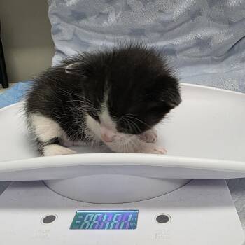 Lydia -  Domestic Short Hair Cat for Adoption in Jupiter, Florida - Lydia | PetCurious