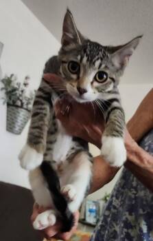 Charlotte -  Domestic Short Hair Cat for Adoption in Lemoore, California - Charlotte | PetCurious