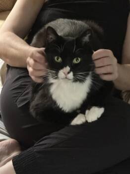 Domestic Short Hair Cats Available for Adoption in Farmington, Minnesota - SUNNY (Courtesy Post) | PetCurious