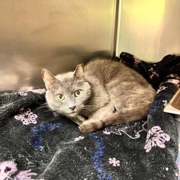 Domestic Short Hair Cats Available for Adoption in Myerstown, Pennsylvania - Toby | PetCurious
