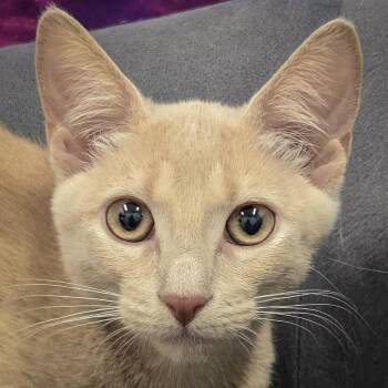 Rescue Tabby and Domestic Short Hair Cats for Adoption in Huntley, Illinois - Lucy | PetCurious