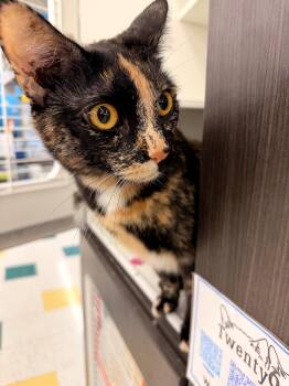 Domestic Short Hair Cats Available for Adoption in Hartville, Ohio - Cocoa | PetCurious