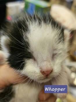 Whopper -  Domestic Short Hair Cat for Adoption in Poplar Grove, Illinois - Whopper | PetCurious