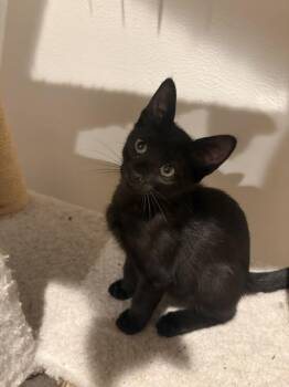Maverick -  Domestic Short Hair Cat for Adoption in Aurora, Colorado - Maverick | PetCurious