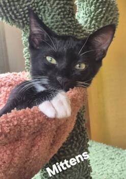 Mittens -  Domestic Short Hair Cat for Adoption in Longwood, Florida - Mittens | PetCurious