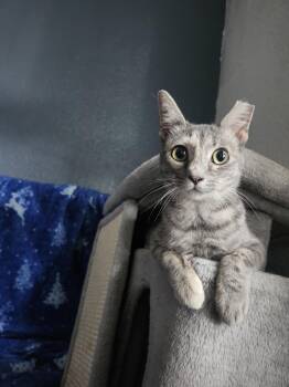Itsy -  Domestic Short Hair Cat for Adoption in Lakewood, California - Itsy | PetCurious