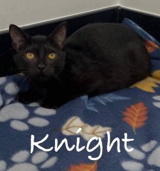 Knight -  Domestic Short Hair Cat for Adoption in Casselberry, Florida - Knight | PetCurious