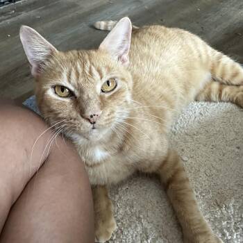 Mona -  Domestic Short Hair Cat for Adoption in Pleasantville, New Jersey - Mona | PetCurious