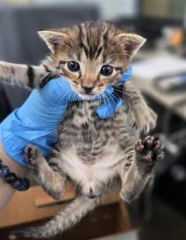 BUDAPEST -  Domestic Short Hair Cat for Adoption in Dallas, Texas - BUDAPEST | PetCurious