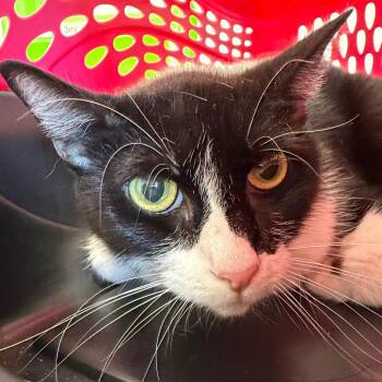 Domestic Short Hair Cats Available for Adoption in Clearwater, Florida - Bandit | PetCurious