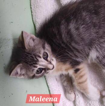 Maleena -  Domestic Short Hair and Dilute Calico Cat for Adoption in Spring Hill, Florida - Maleena | PetCurious