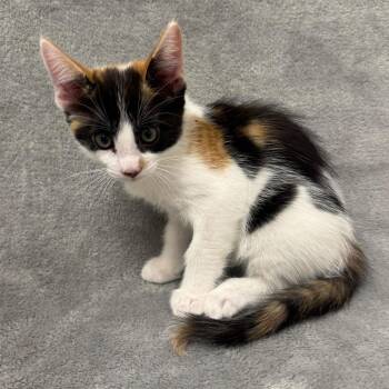 Domestic Short Hair Cats Available for Adoption in Sunnyvale, California - Harissa | PetCurious