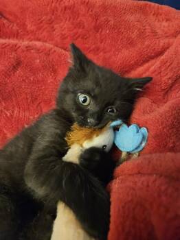 Lane -  Domestic Short Hair Cat for Adoption in Chicago, Illinois - Lane | PetCurious