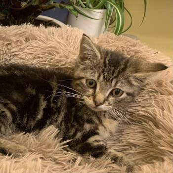 Nori -  Domestic Short Hair Cat for Adoption in Battle Creek, Michigan - Nori | PetCurious