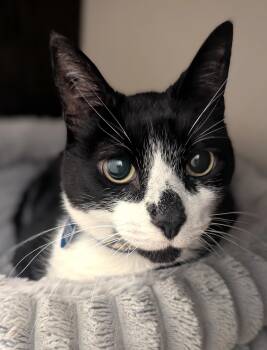 Peanut -  Domestic Short Hair and Tuxedo Cat Available for Adoption in Monterey, California - Peanut | PetCurious