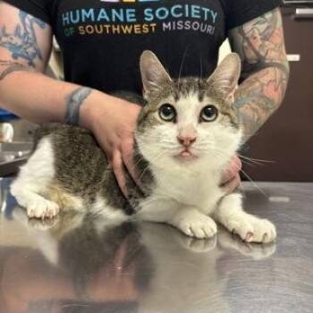 Barney -  Domestic Short Hair Cat for Adoption in Springfield, Missouri - Barney | PetCurious