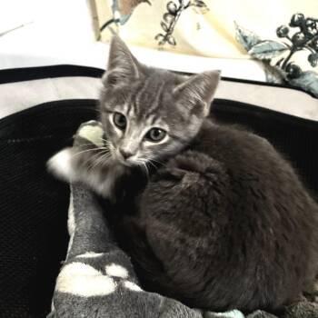 Domestic Medium Hair Cats Available for Adoption - Eeyore | PetCurious