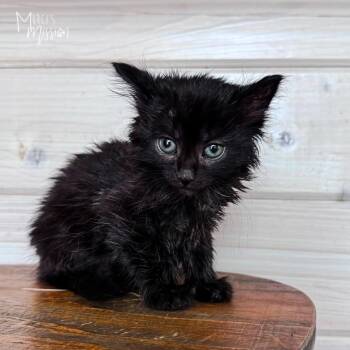 Mokmagok -  Domestic Long Hair Cat Available for Adoption in Spokane, Washington - Mokmagok | PetCurious