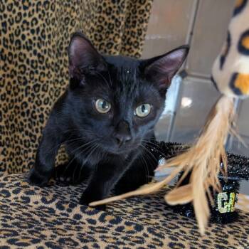 Rescue Domestic Short Hair Cats for Adoption in Tallahassee, Florida - Monet @ Fat Cat Cafe | PetCurious