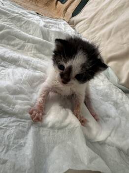 Baby oreo kitty URGENT -  American Shorthair Cat for Adoption in Manhattan Beach, California - Baby Oreo Kitty URGENT | PetCurious