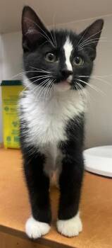 Pablo -  Domestic Short Hair Cat for Adoption in Winnipeg, Manitoba - Pablo | PetCurious