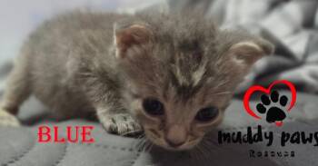 Seablings:  Blue -  Domestic Short Hair Cat for Adoption in Council Bluffs, Iowa - Seablings:  Blue | PetCurious
