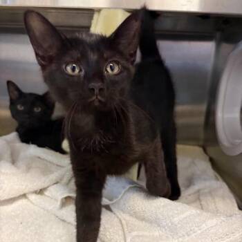 Lucy -  Domestic Short Hair Cat for Adoption in Pittsburgh, Pennsylvania - Lucy | PetCurious