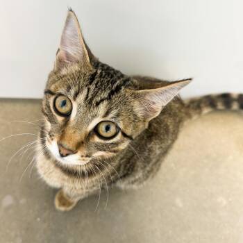 Henry -  Domestic Short Hair Cat for Adoption in Fort Wayne, Indiana - Henry | PetCurious
