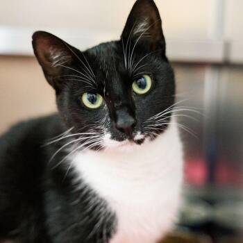 Domestic Short Hair Cats Available for Adoption in Valdosta, Georgia - Olive | PetCurious