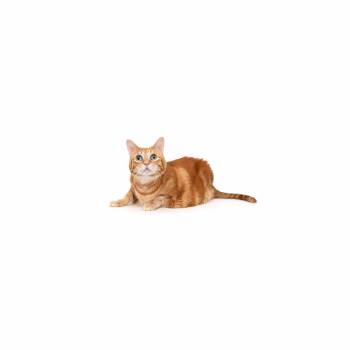 Domestic Short Hair Cats Available for Adoption in Los Angeles, California - Chewpi | PetCurious