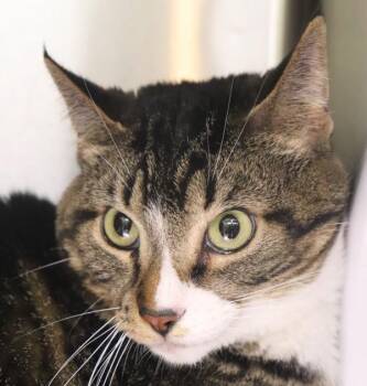 Domestic Short Hair Cats Available for Adoption in Sioux City, Iowa - Precious | PetCurious
