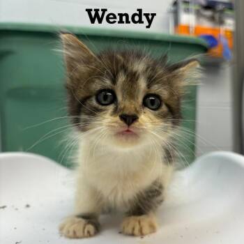 Wendy -  Domestic Short Hair Cat for Adoption in Parkersburg, West Virginia - Wendy | PetCurious