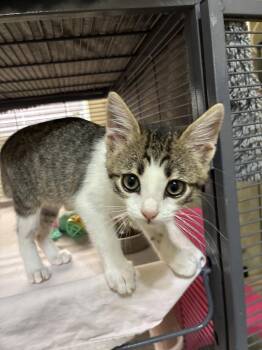 Olivia Rodrigo. -  Domestic Short Hair Cat for Adoption in Plano, Texas - Olivia Rodrigo. | PetCurious