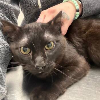 Domestic Short Hair Cats Available for Adoption in Great Falls, Montana - Scoots | PetCurious
