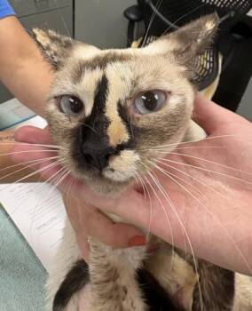 Mona Lisa -  Domestic Short Hair Cat for Adoption in Palm Coast, Florida - Mona Lisa | PetCurious