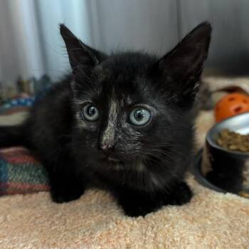Wiskerella -  Domestic Short Hair Cat for Adoption in Austin, Texas - Wiskerella | PetCurious