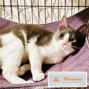 Domestic Short Hair Cats Available for Adoption in Los Angeles, California - Gummy Bear | PetCurious