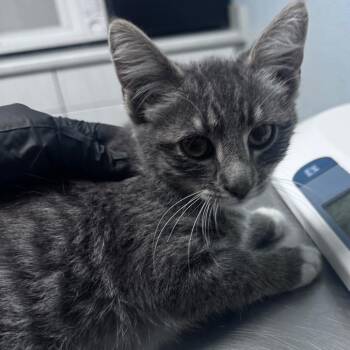 Idexx -  Domestic Medium Hair Cat for Adoption in Riverside, California - Idexx | PetCurious