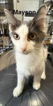 Mayson -  Domestic Medium Hair Cat for Adoption in Zimmerman, Minnesota - Mayson | PetCurious
