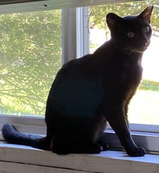 Peabo -  Domestic Short Hair Cat for Adoption in Lemoyne, Pennsylvania - Peabo | PetCurious