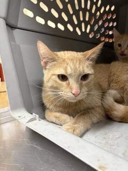 ARIEL -  Domestic Short Hair Cat for Adoption in Aliquippa, Pennsylvania - ARIEL | PetCurious