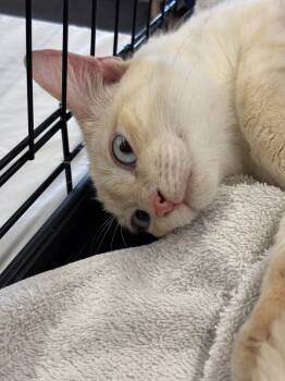 Siamese Cats Available for Adoption in Longwood, Florida - Milo | PetCurious