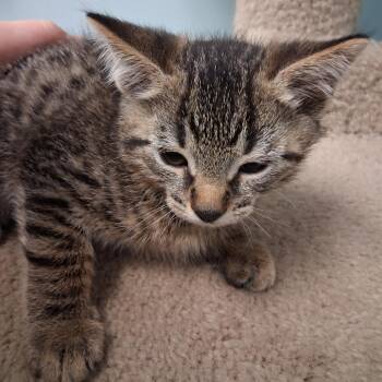 Domestic Medium Hair Cats Available for Adoption in Middlebury, Vermont - Crowley | PetCurious